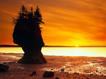 Hopewell Rocks - yellow, water, orange, tree, sunset, rock, sand