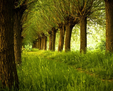 willows - nature, green, path, willow, spring