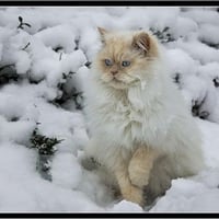 Cat in the snow.