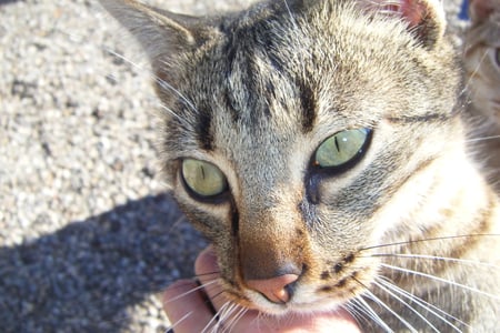 Robin - male, beatiful, animals, cats