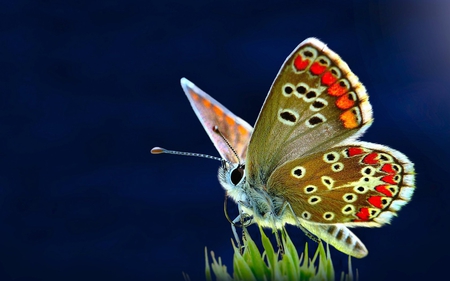 Butterfly - animal, butterfly, nature, insect