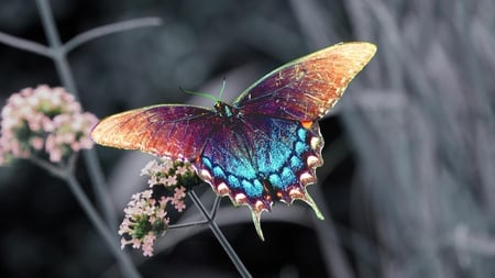 Butterfly - beauty, delicate, wings, bw, nature, butterfly, beautiful, colors, flower