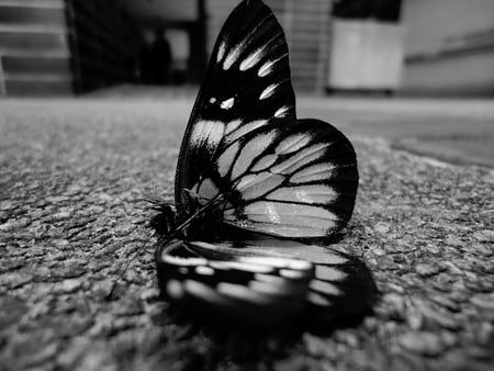 B&W - white, butterfly, mono, animals, insect, black