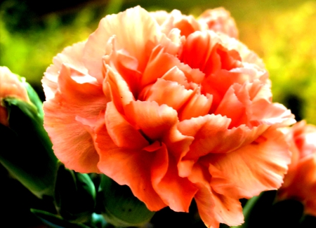 flower - flowers, flower, orange, nature