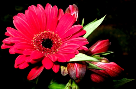 Flower - flowers, flower, nature, gerbera