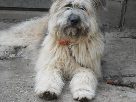 A dog - shepherd, mioritic, romania, cute