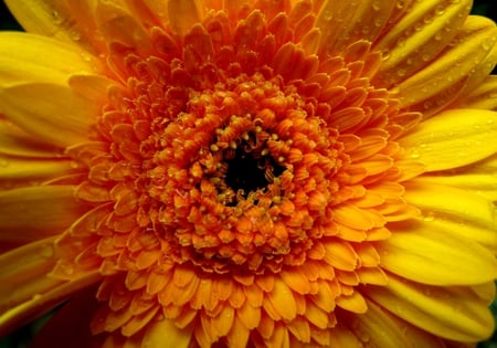 Yellow gerbera - flowers, nature, yellow, yellow gerbera, flower, gerbera