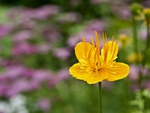 Yellow flower