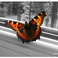 butterfly-window