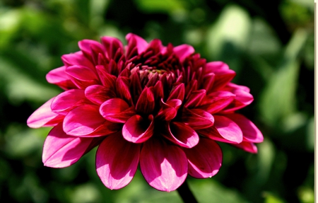 Flower - flowers, nature, purple, dahlia, flower, pink