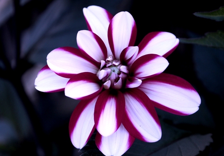 Flower - flowers, white, flower, nature