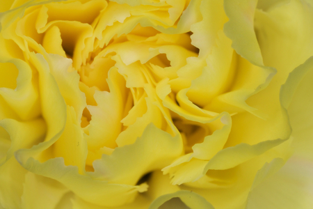 Yellow flower - flowers, carnation, yellow flower, nature, yellow, yellow flowers, flower