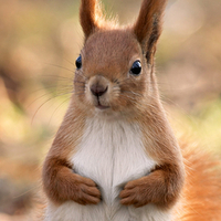 Cute Squirrel