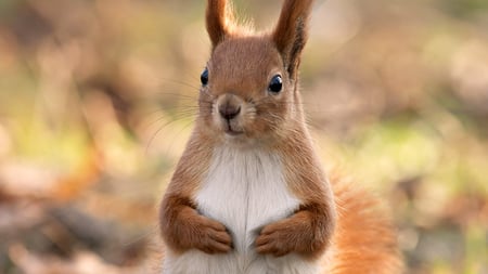 Cute Squirrel - nice, cute squirrel, squirrel, animals, wonderful, amazing, pretty, cute, adorable, outstanding, stunning, woods, forest, beautiful, leaves, animal, awesome, sweet