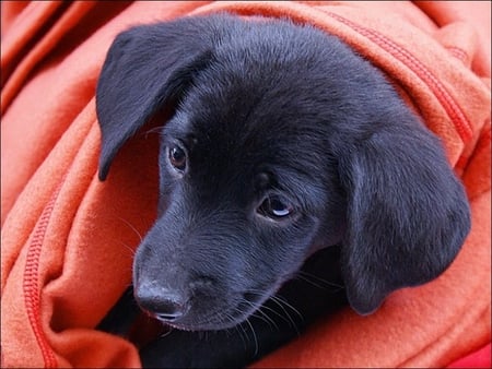 Black puppy - animal, sweet, puppy, dog