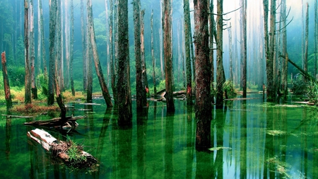 flooded forest - water, nature, photography, flood, forest