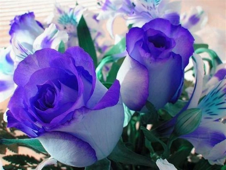 To The Beauty and Angels Here - flowers, purple, beautiful, beauty, flower, royal