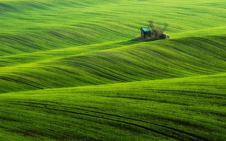 Green - field, lonely, grass, green