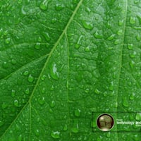 Green,Leaf,Vista,004