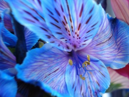 Blue Flower - tranquility, openness, peace, serenity