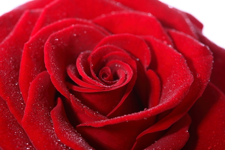 Red rose - nice, beauty, photography, delicate, great, rose, with love, amazing, cool, pretty, romance, drops, wet, lovely, romantic, beautiful, red, photo, elegantly, flower, red rose