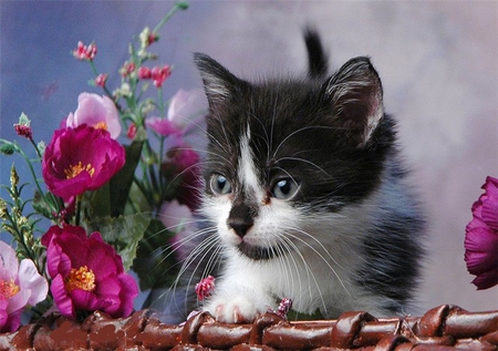 Kitten among flowers - cat, animal, feline, sweet, kitten, flower