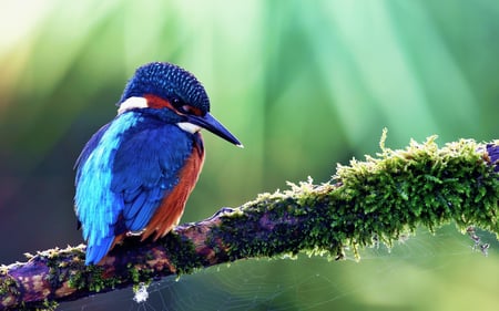 Blue bird - animal, nature, bird, branch