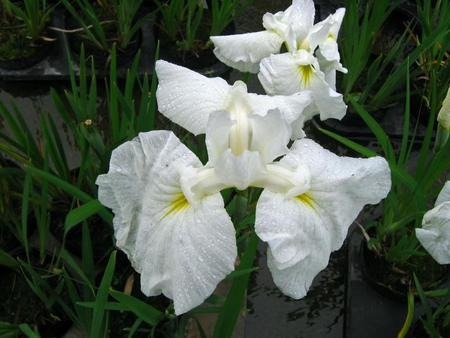 Swans - white, flower, weeds, stem