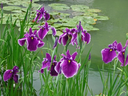 Tapestry in the Rain - stems, flowers, lilypads, water