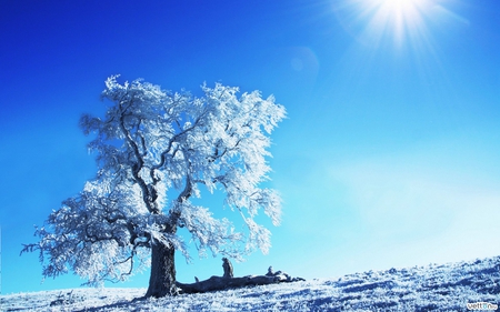 Blue sky - hd wallpaper, pretty, blue sky, hd, blue, plants, lovely, trees, nature, snow