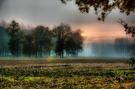 Sun Behind Trees - trees, sunset, fog, mist, luminous, grass, field