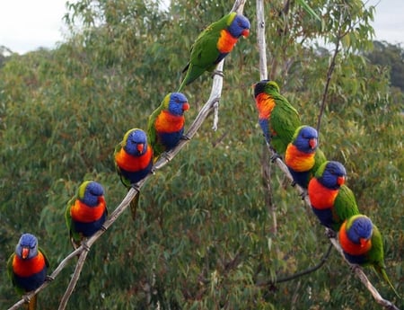 A Harmony of Lorikeets