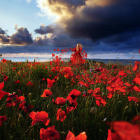 Poppy Fairy