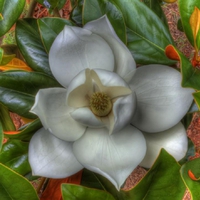 Magnolia.