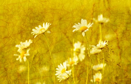 Delicate - white, beauty, nature, yellow, delicate, daisy, flowers