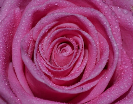 Pink beauty - delicate, tenderness, beauty, flower, petals, pink, pink rose, water drops, rose, softness