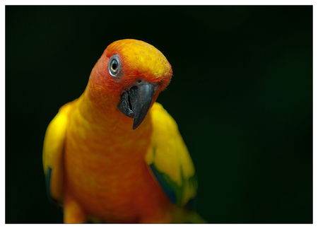 Hello ! - eyes, aratinga, lovely, brazil, bright, yellow, parrot, beautiful, plumage, look