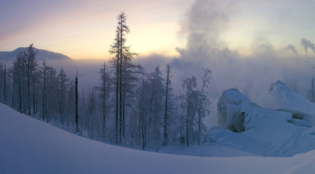 Winter Wonderland - white, sheet, frost, snow, beautiful, winter, pine trees