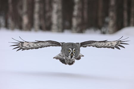 Snow owl - flying, winter, bird, snowowl