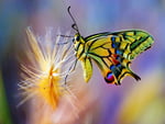 Colorful butterfly