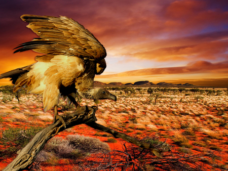 aquila - desert, sunset, bird, aquila