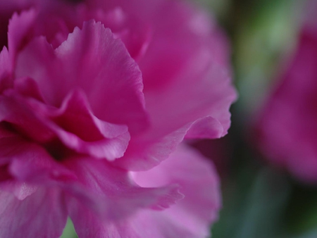 Spring Beauty - beauty, spring, flower, pink