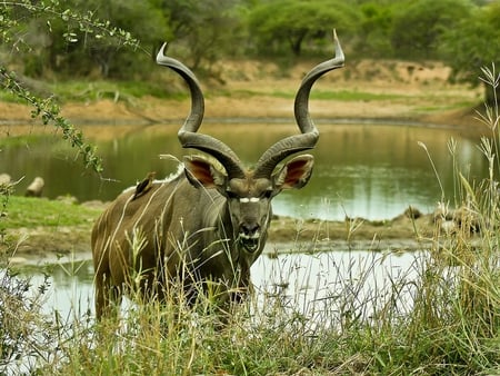 Nyala - antilope, animal, animals, africa