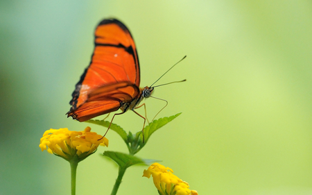 Beautiful Butterfly - flowers, beautiful, green, butterflies, butterfly, animals