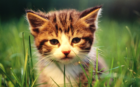 Cute Kitten - beautiful, grass, sweet, nature, kitten, green, cute, cats, adorable, animals, kitty