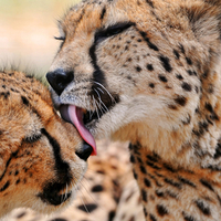Cheetahs