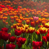 Field of tulips