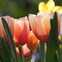 Lovely tulips