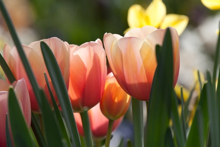 Lovely tulips - beauty, soft, tulips, leave, field, softness, beautiful, pink, petals, flower