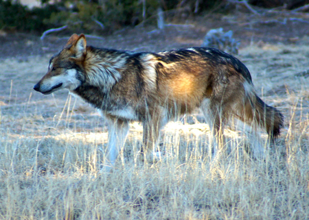 coat of many colors - lone wolf, beautiful, arctic, abstract, timber, white, wolf, wolves, solitude, wolf pack, howling, nature, grey, mythical, grey wolf, friendship, winter, wolf wallpaper, pack, spirit, howl, coat of many colors, canine, lobo, majestic, canis lupus, wild  animal black, dog, snow